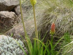 Kniphofia ritualis clumping